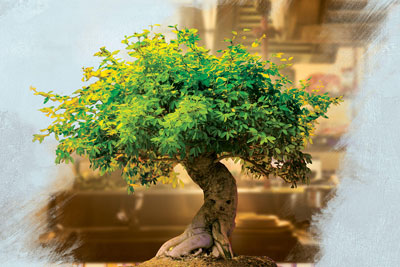 ravi-teja-voice-for-bonsai-plant-in-awe-movie